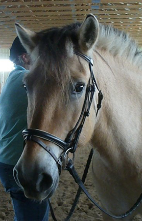 Welcome To Sandelwood Stables